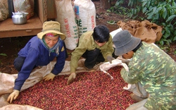 Cà phê Việt Nam:  Sản lượng cao,  chất lượng thấp
