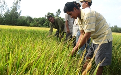 Tạo nguồn nhân lực cho ngành trồng lúa
