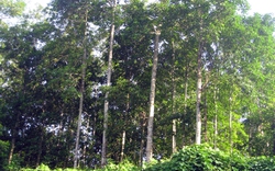 Còn 8 tỉnh cho nước ngoài thuê gần 20.000ha đất rừng