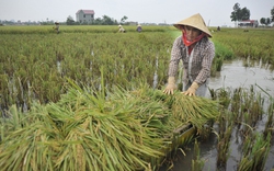 Sẻ chia thiệt hại với nông dân vùng bão