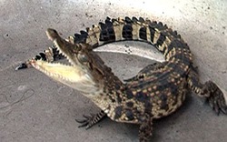 Cà Mau: Dân liên tiếp bắt được cá sấu con trên sông
