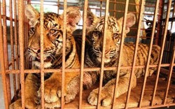 Nghệ An: Họp ban chỉ đạo điều tra vụ nuôi nhốt hổ