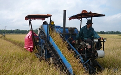 Trà Vinh: Dấu ấn của Hội  trên cánh đồng mẫu