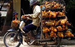 Bắc Giang: Siết chặt gà nhập lậu