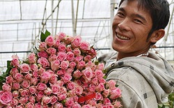 Hoa hồng Đà Lạt tăng giá gấp 3 lần