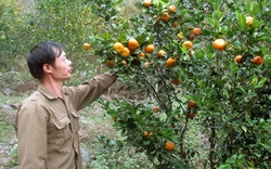 Bón phân NPK Văn Điển cho cây cam