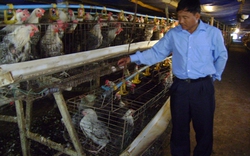 Vĩnh Phúc: Hình thành  “khu công nghiệp gà”