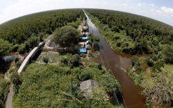 Cà Mau:  Hơn 10.000ha rừng tràm tắc “đầu ra”