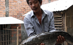 Cá lóc khủng nặng 6kg ở Tiền Giang