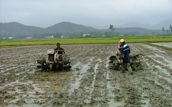 Bình Định: Hạn hán đe dọa vụ đông xuân