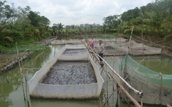 Cựu binh có chí làm giàu