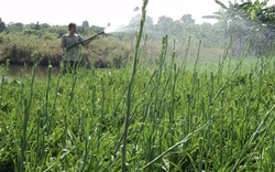 Trồng hoa huệ luân canh với lúa