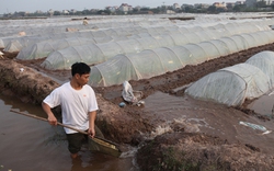 Mở rộng sản xuất  trà xuân muộn