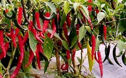 Kỹ thuật trồng ớt trái mùa