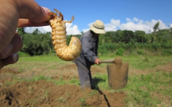 Kỳ thú nghề săn sùng đất