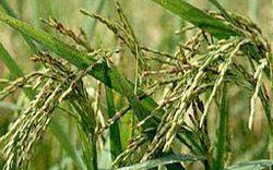 VFA đề nghị cơ chế tạm trữ lúa thơm