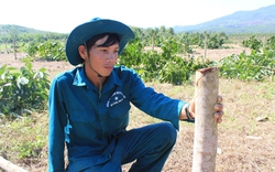 600 cây cao su bị “hạ sát” trong đêm