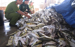 Quảng Ngãi:  Tiêu hủy 1,5 tấn cá nóc