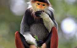 Cận cảnh loài khỉ đẹp nhất thế giới chỉ có ở Việt Nam
