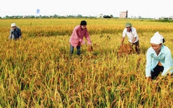 Cách dùng phân bón NPK Văn Điển cho cây lúa tại Quảng Nam