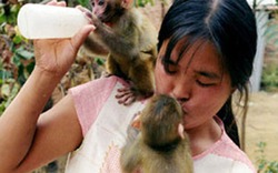 Chồng huấn luyện khỉ, vợ cho khỉ… bú