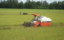 Triển khai đại trà cánh đồng mẫu lớn: Nan giải bài toán tiêu thụ