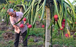 Trồng thanh long ruột đỏ, vốn nhỏ lời to