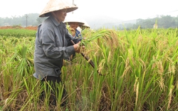 “Mong dịch vụ tràn xuống ruộng”