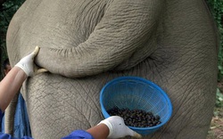 Cà phê phân voi 1 triệu đồng/ly được sản xuất thế nào?