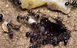 Trứng kiến đen: Dược liệu quý
