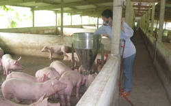Yên tâm nuôi lợn bởi doanh nghiệp “chống lưng”