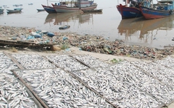 Cá khô chứa hóa chất độc hại ngưỡng cao