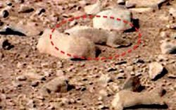Phát hiện chuột sinh sống trên sao Hỏa?