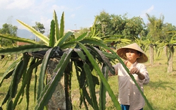 Quảng Ngãi: Thanh long ruột đỏ  lên miền núi