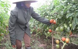 Vĩnh Phúc: Nông nghiệp đang đi bằng “2 chân”