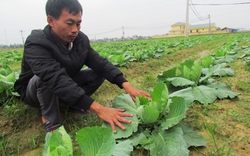 Nông dân hiểu hơn  về trồng rau sạch