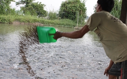 Cá lóc cứu...  người nuôi cá tra