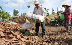 Đồng Nai: Lá điều khô thu mua còn tồn 143 tấn