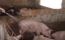 Nông dân Phú Yên không mặn mà nuôi lợn tết