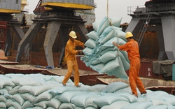 Năm 2013: Sẽ phải nhập khẩu gần 2,5 triệu tấn phân bón