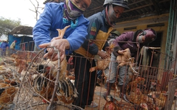 Nỗi lo gà  ngày tết