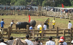 Nguy cơ trắng tay vì trâu chọi