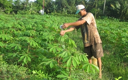 Đua nhau trồng sắn bán lá cho thương lái &#34;bí ẩn&#34;