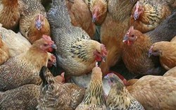Chấn động gà Trung Quốc được vỗ béo bằng... 18 loại kháng sinh