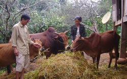 Cách phòng chống rét  cho trâu, bò