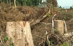 Phá rừng vì  thiếu đất sản xuất