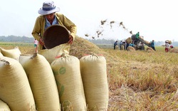 Nông dân tự tạm trữ lúa: Khó quản lý