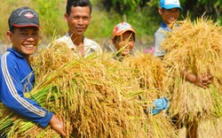 Hạt gạo Việt ngày càng... nặng ký