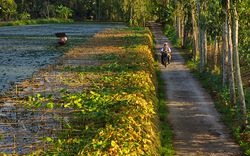 Sẽ hoàn thành quy hoạch nông thôn mới trong năm 2013