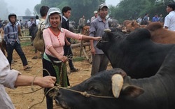 Vào rừng sâu tậu &#34;đầu cơ nghiệp&#34;